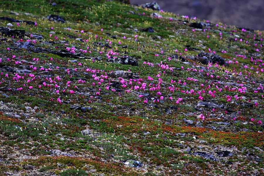 Flowers on the Tundra (Nome, Alaska)