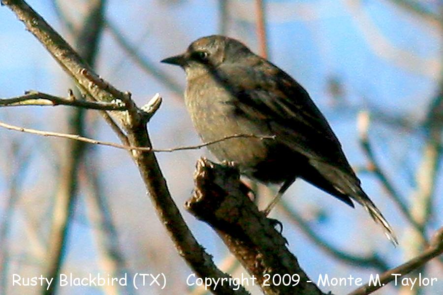 Rusty Blackbird -female / winter- (Texas)