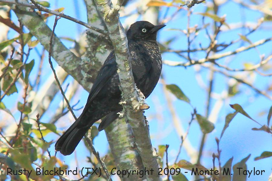 Rusty Blackbird -male / winter- (Texas)