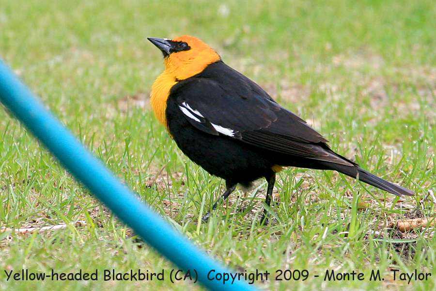 Yellow-headed Blackbird -male / spirng- (Mono Lake, CA)