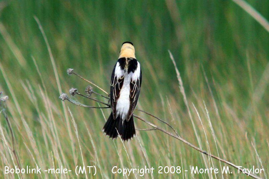 Bobolink -male- (Montana)