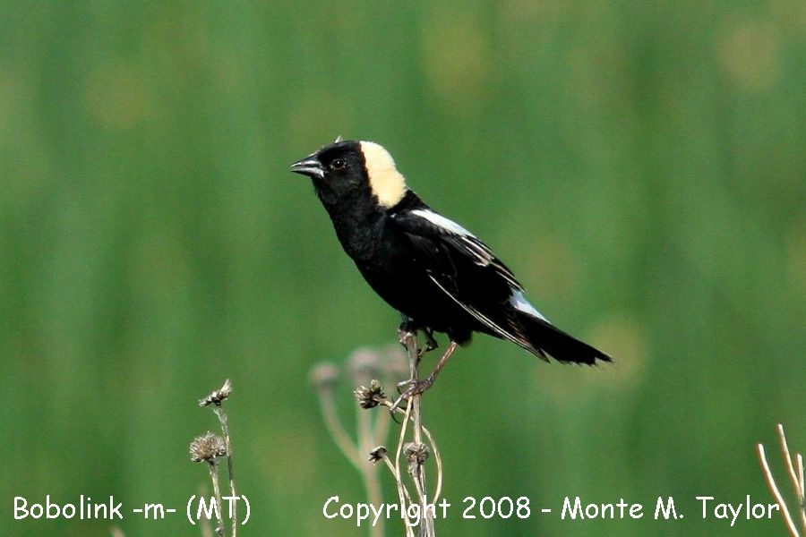 Bobolink -spring male- (Montana)