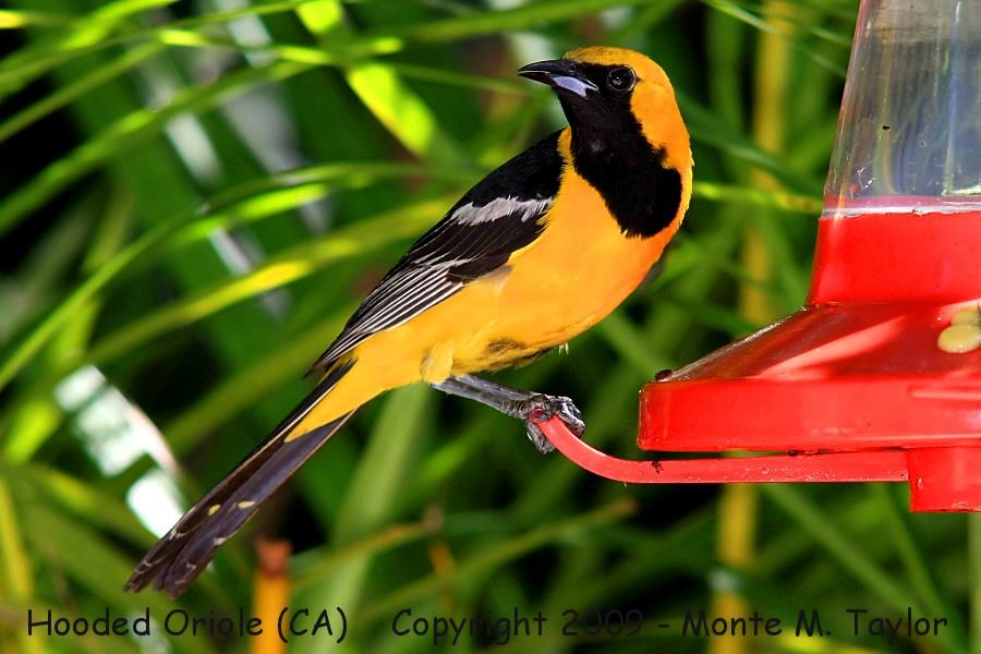 Hooded Oriole -spring male- (California)