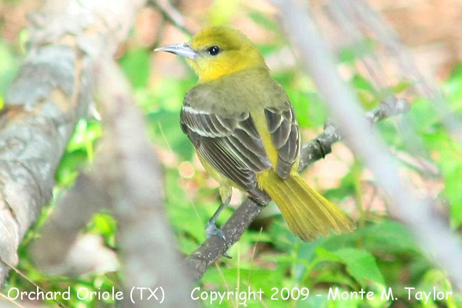 Orchard Oriole -spring female- (Texas)