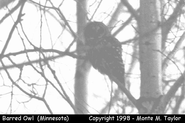 Barred Owl (Minnesota)