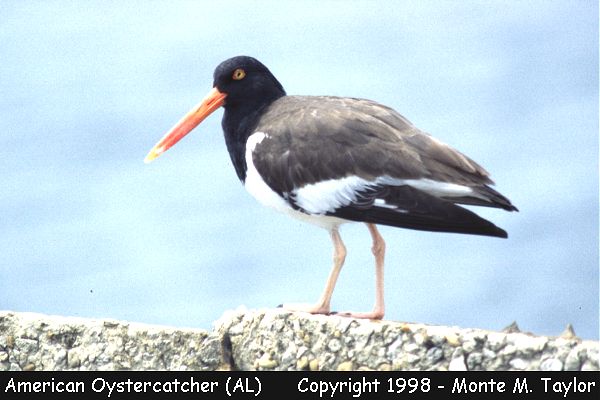 American Oystercatcher (Dauphin Island, Georgia)