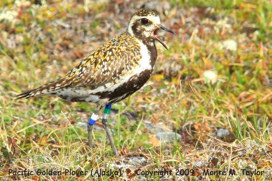 Pacific Golden-Plover -spring / Wooley Lagoon- (Nome, Alaska)