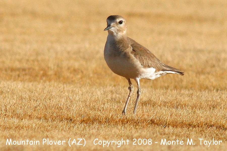 Mountain Plover -winter- (Arizona)