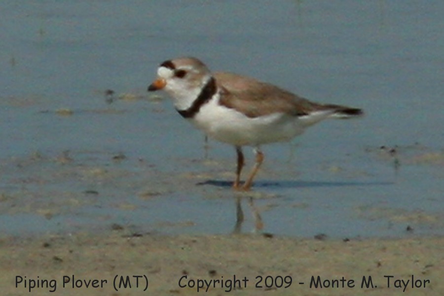 Piping Plover -summer- (Montana)