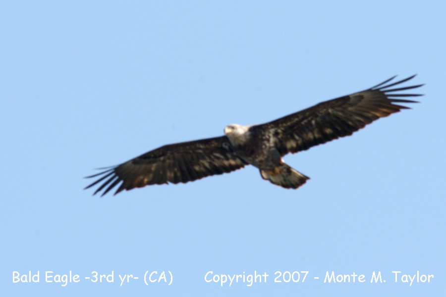 Bald Eagle -male / 3rd year- (California)