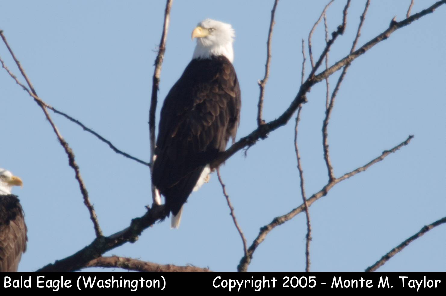 Bald Eagle -adult- (Washington State)