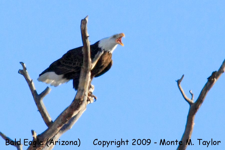 Bald Eagle -adult- (Arizona)