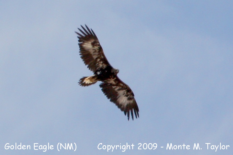 Golden Eagle -first year- (New Mexico)