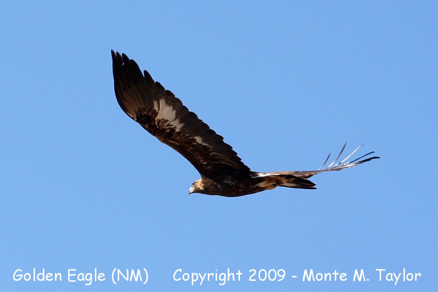 Golden Eagle -second year- (New Mexico)