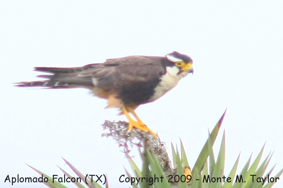 Aplomado Falcon -unhacked bird- (Boca Chica, Texas)