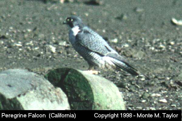 Peregrine Falcon (California)