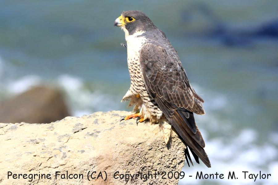 Peregrine Falcon -male adult- (California)
