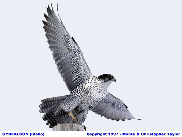 Gyrfalcon - gray phase - (Idaho)