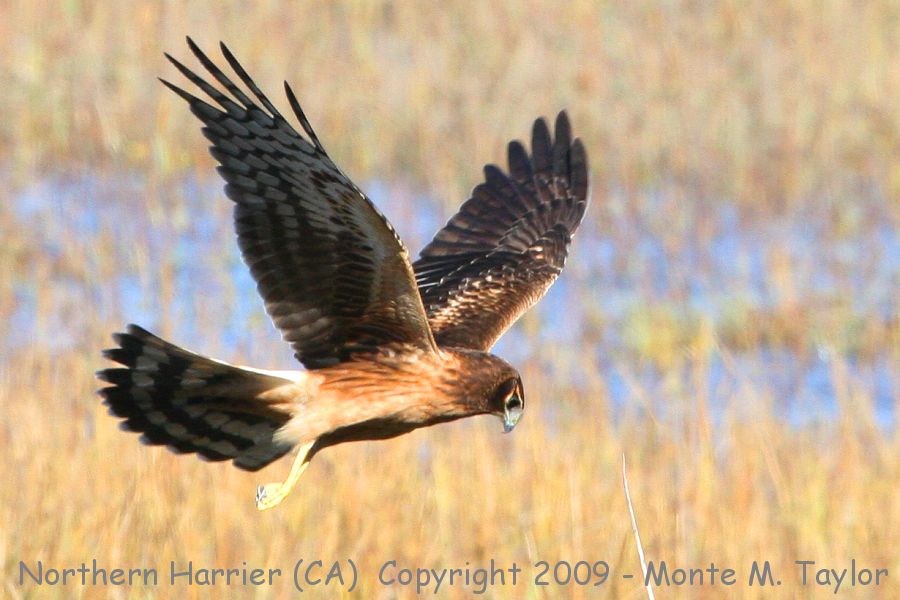 Northern Harrier -female- (California)