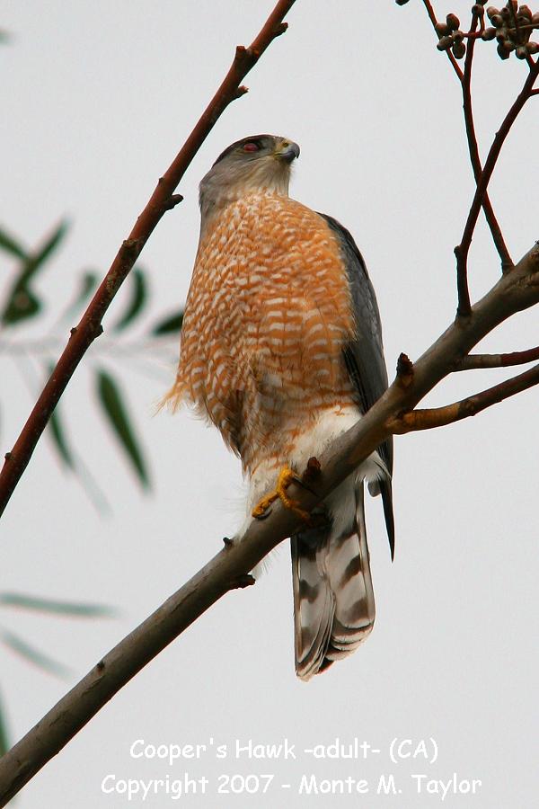 Cooper's Hawk -adult- (California)