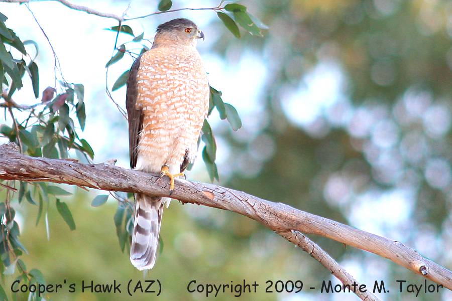 Cooper's Hawk -adult / winter- (Arizona)