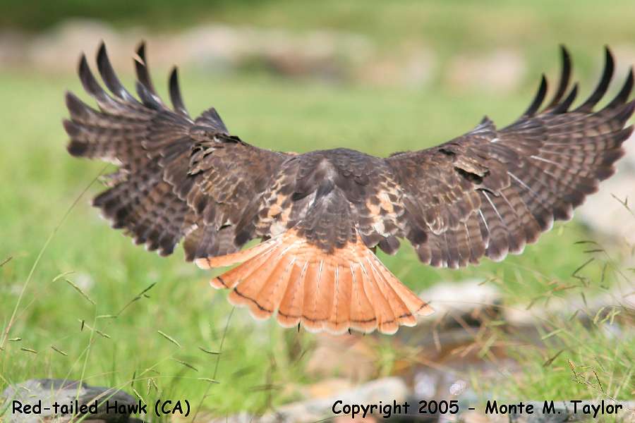 Red-tailed Hawk -takeoff- (California)