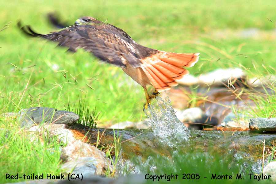 Red-tailed Hawk -takeoff- (California)