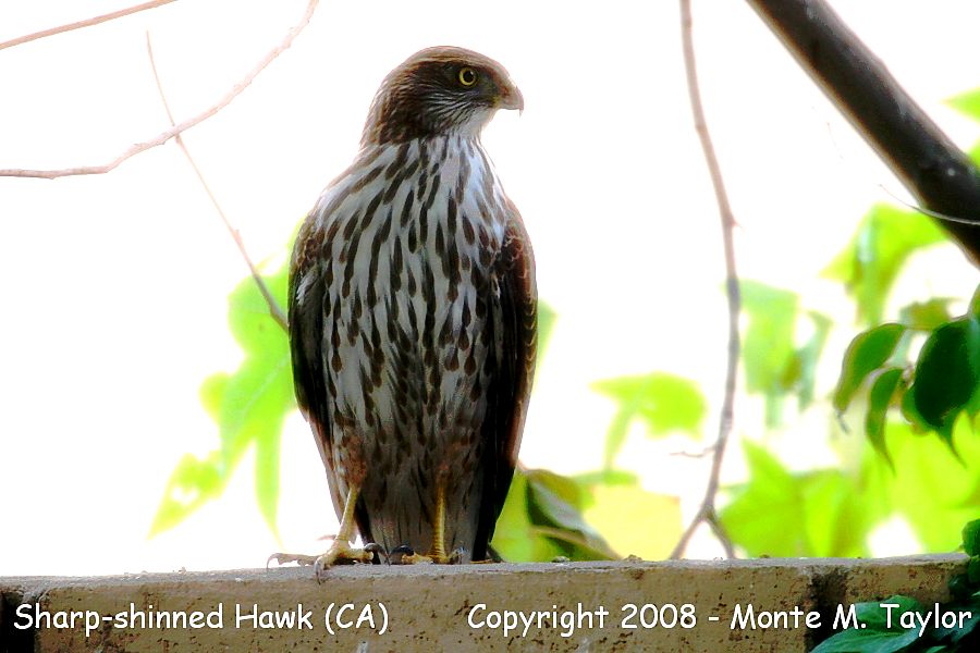Sharp-shinned Hawk -juvenile- (California)