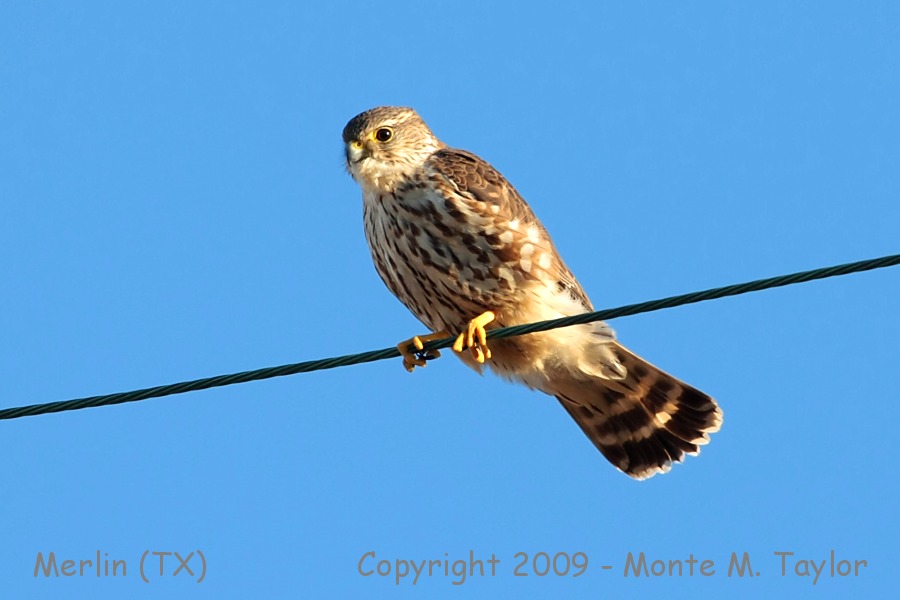 Merlin -adult / winter- (Texas)