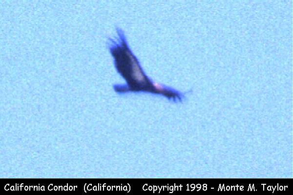 California Condor (California)