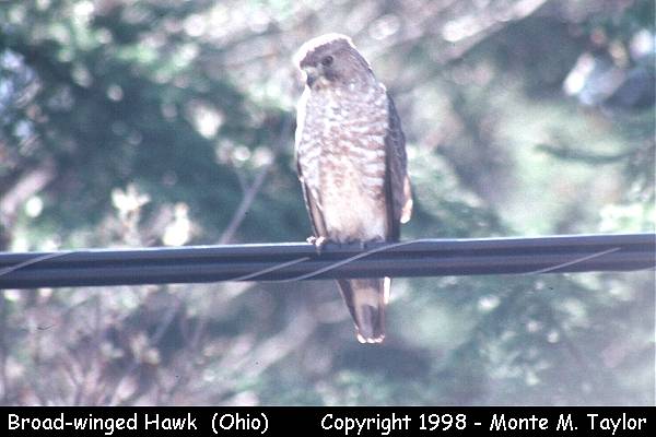 Broad-winged Hawk (Ohio)