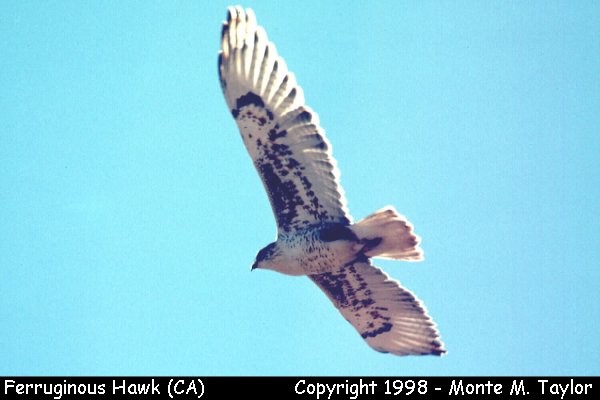 Ferruginous Hawk (California)