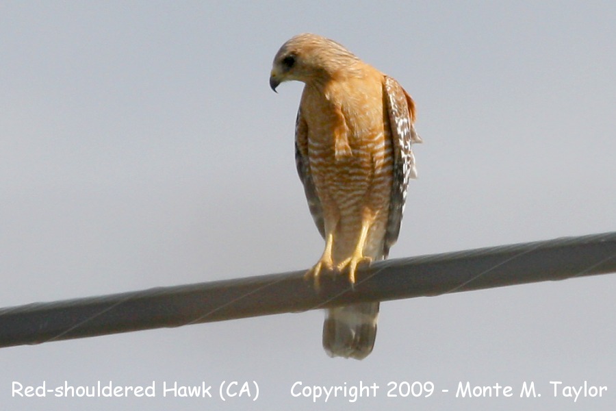 Red-shouldered Hawk -adult- (California)