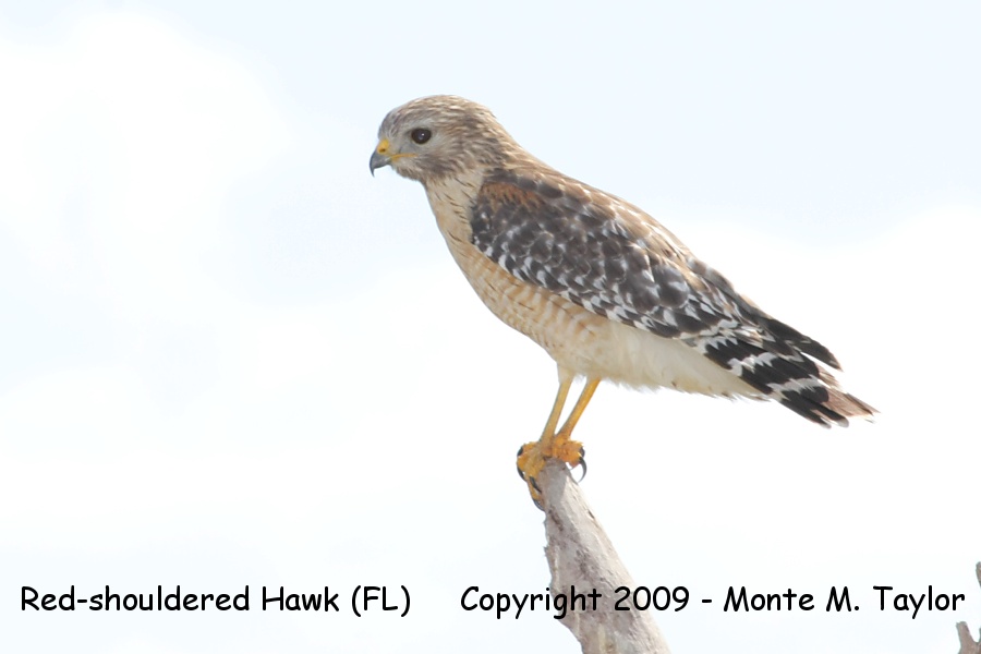 Red-shouldered Hawk (Everglades NP, Florida)