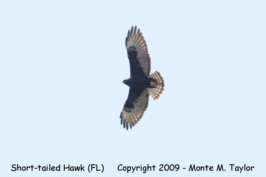 Short-tailed Hawk -dark morph- (Everglades NP, Florida)