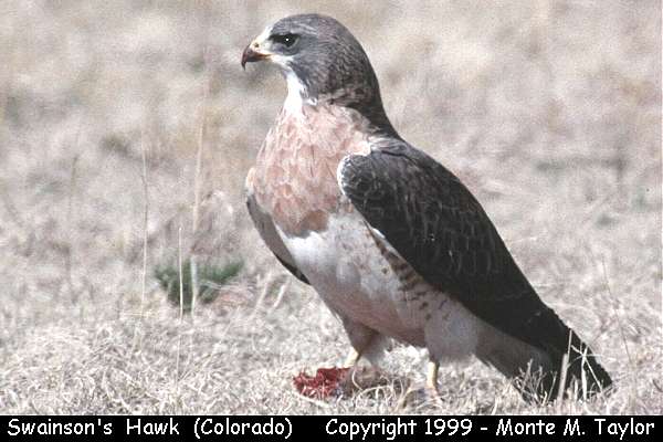 Swainson's Hawk (Colorado)