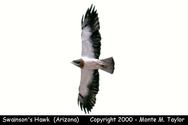 Swainson's Hawk -flight- (Arizona)