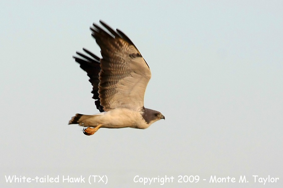 White-tailed Hawk -adult / flight- (Texas)