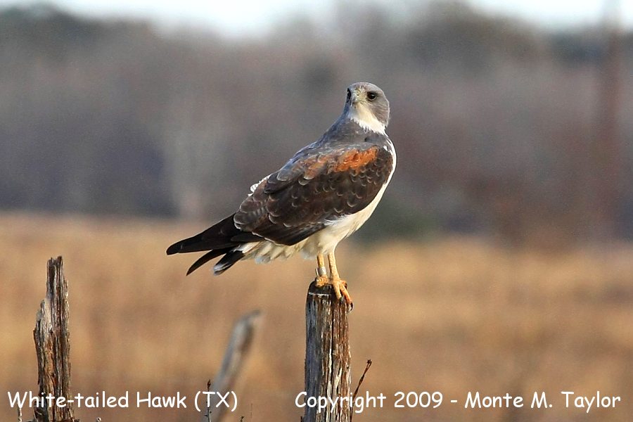 White-tailed Hawk -adult / winter- (Texas)