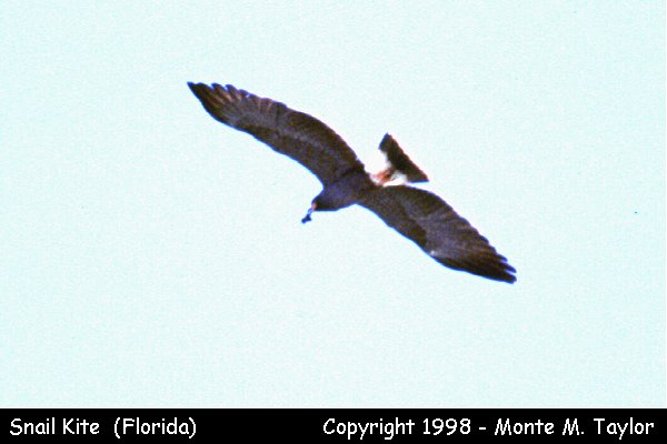 Snail Kite (Everglades NP, Florida)