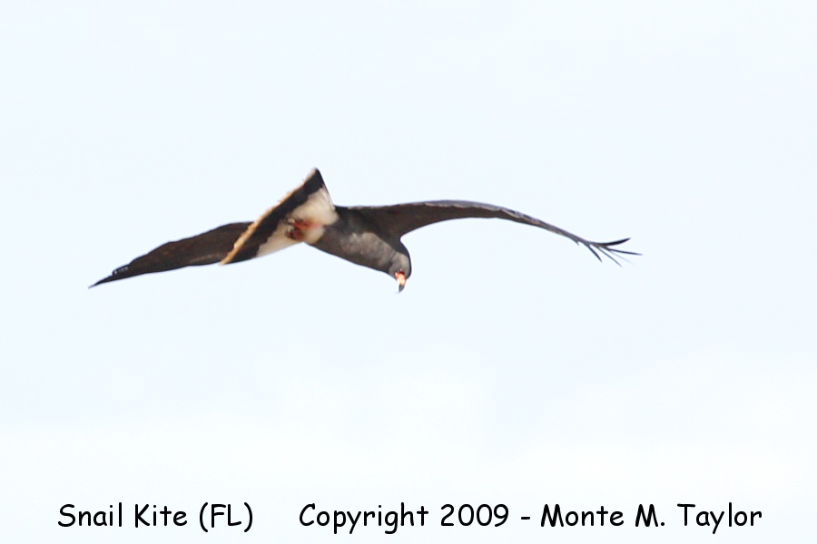 Snail Kite -adult male- (Everglades NP, Florida)