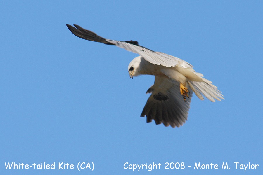 White-tailed Kite (California)