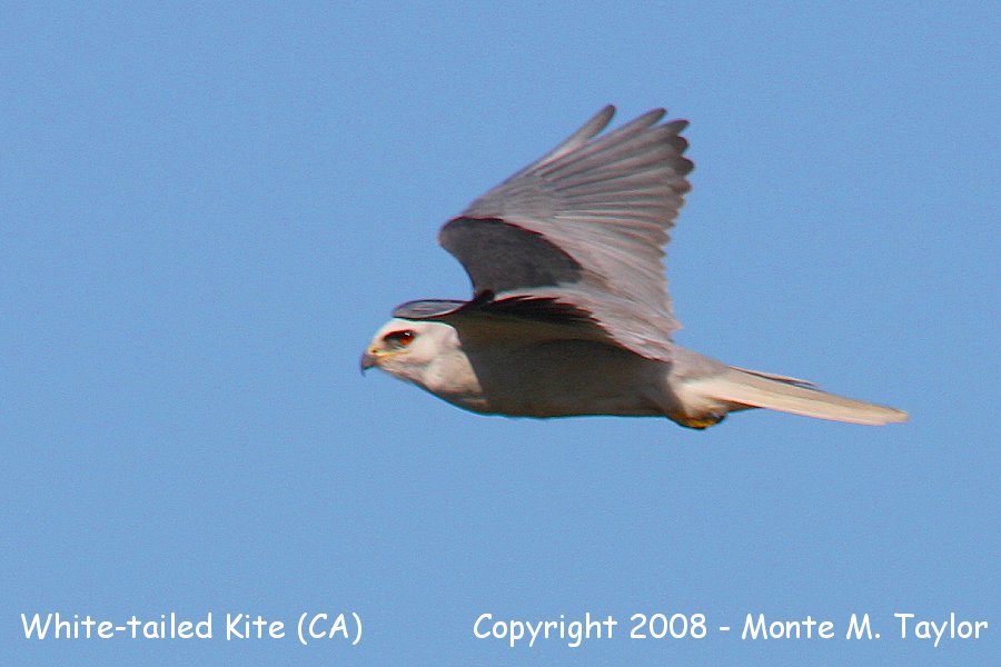White-tailed Kite (California)