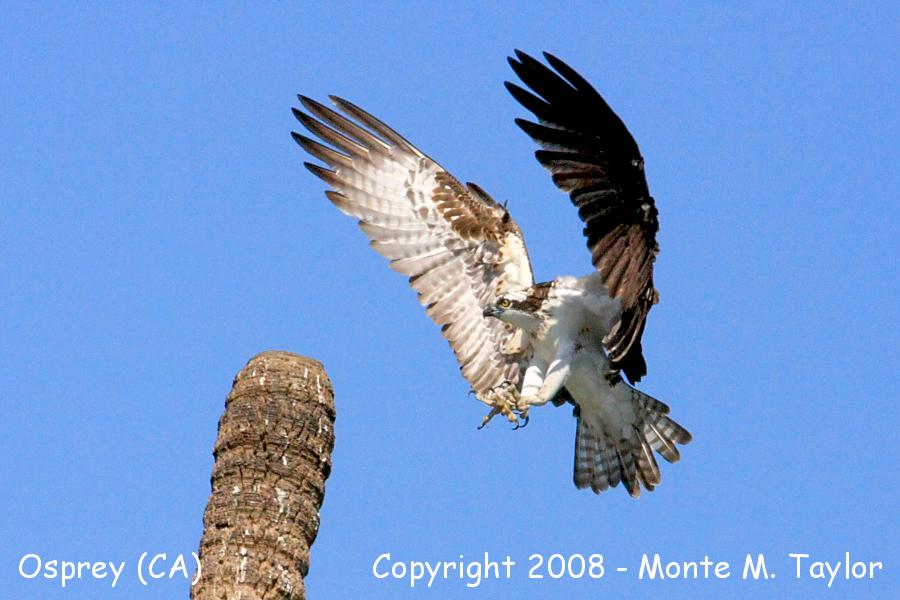 Osprey (Baja California)
