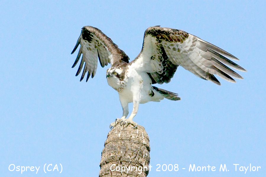 Osprey (Baja California)