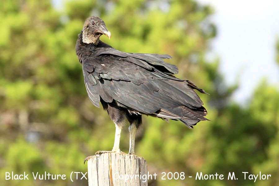 Black Vulture (Texas)