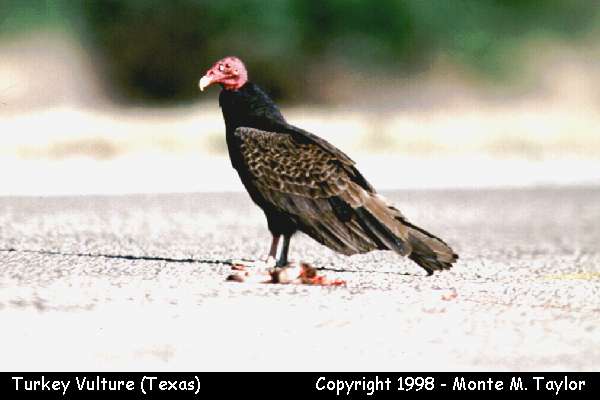Turkey Vulture (Texas)