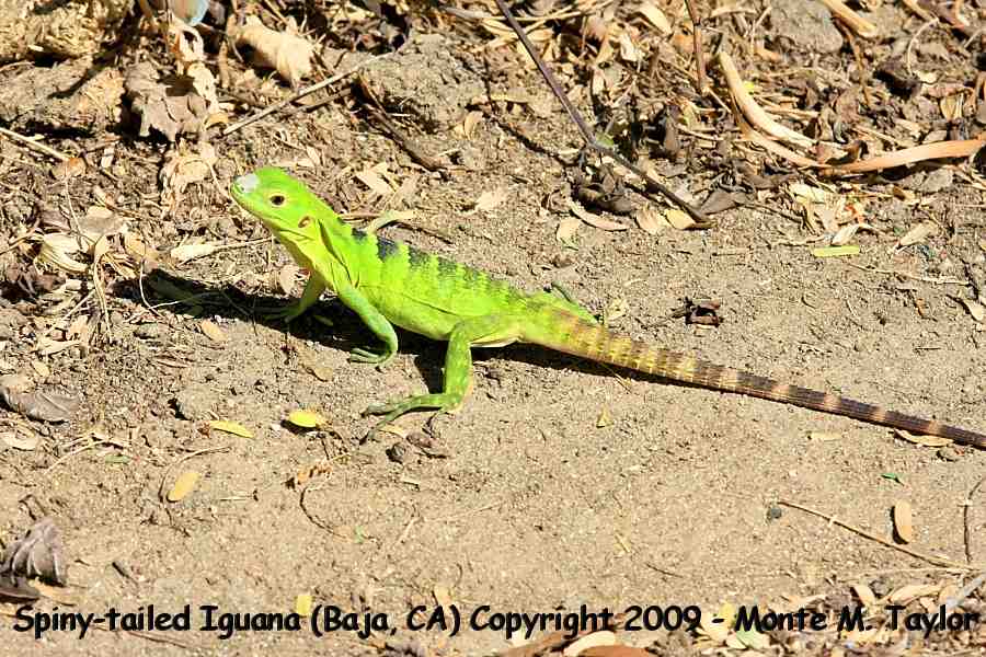 Spiny-tailed Iguana -juvenile- (Cabo San Lucas, Baja, California)