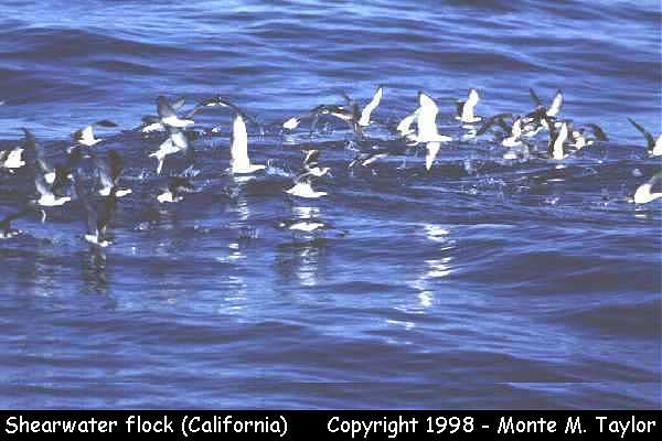 Shearwater flock  (California)