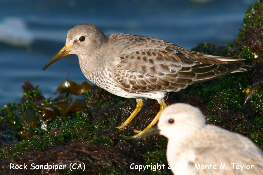 Rock Sandpiper -fall- (California)